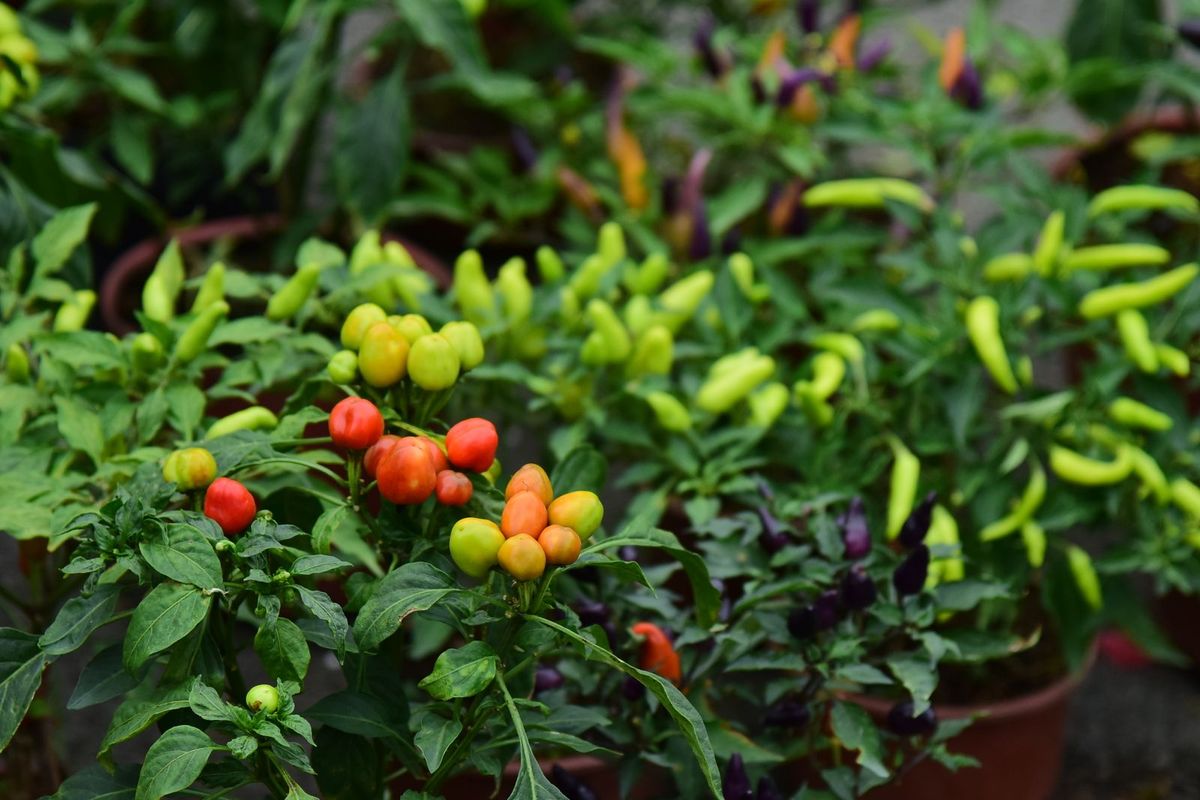 Chiles de colores en macetas