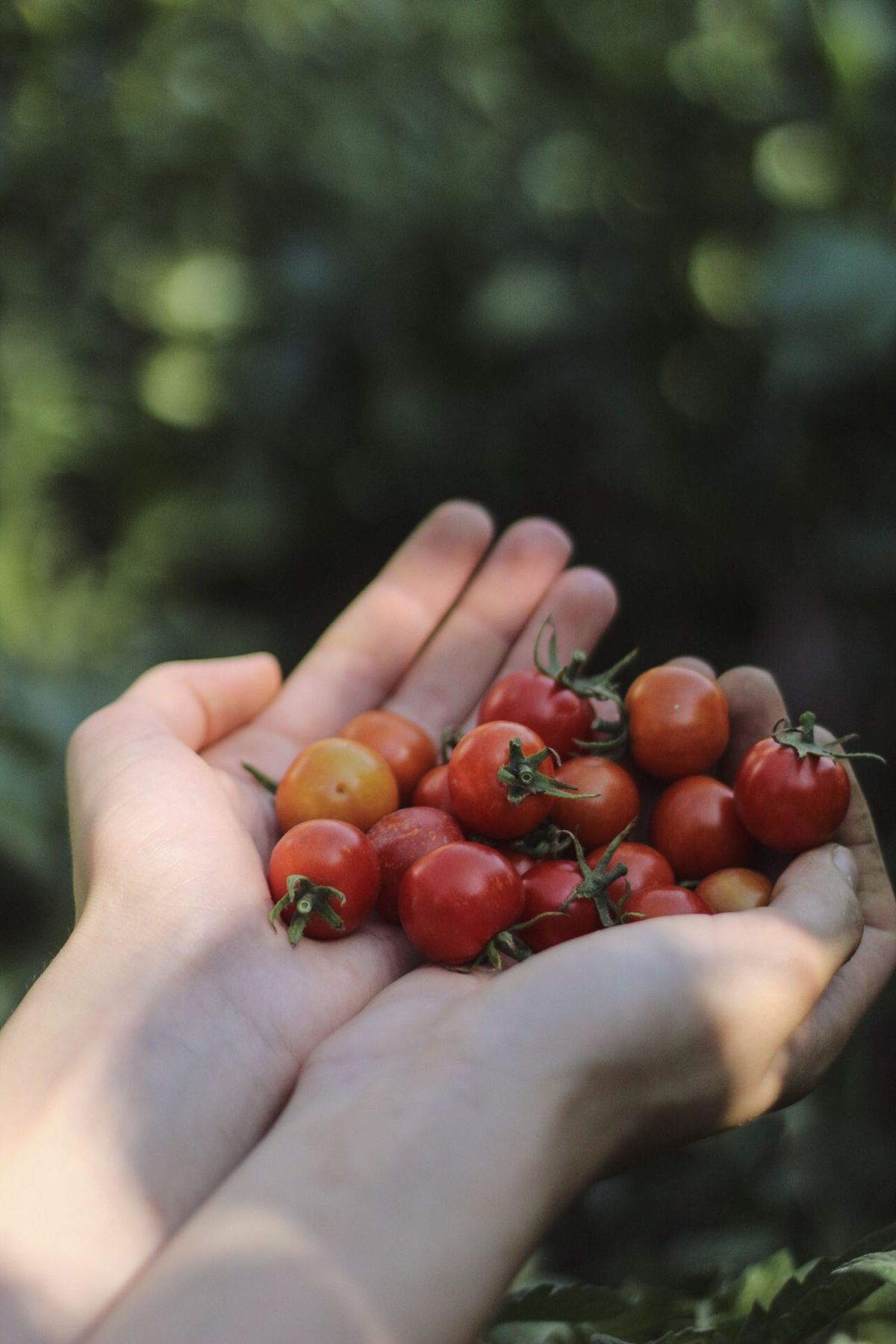 Manos con tomates cherry recién cosechados