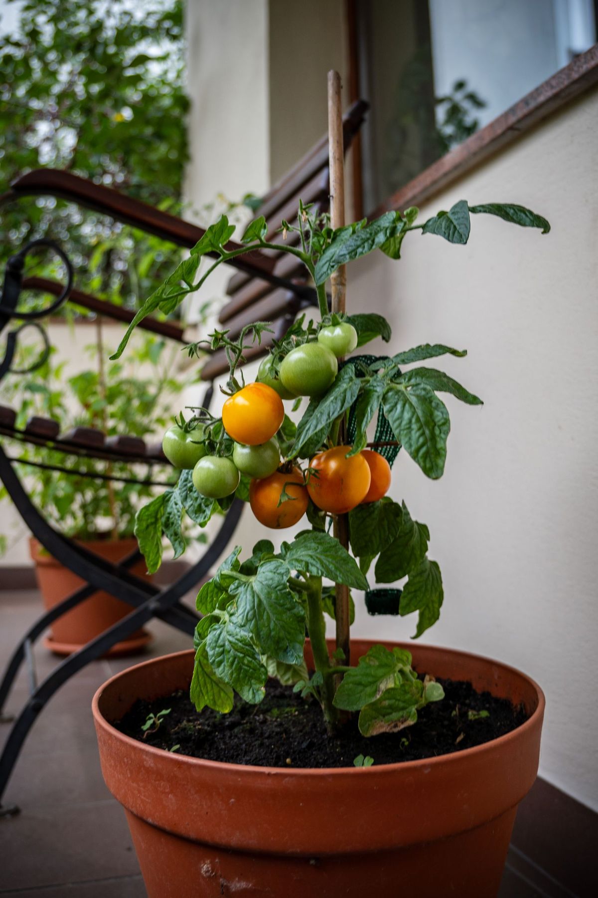 Tomatera cargada de tomates en una maceta de barro en un balcón